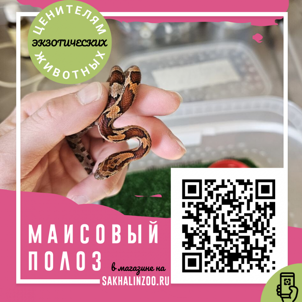 Новое поколение маисовых полозов, рождённых в зооботпарке, ждёт своих  террариумистов. Новости - cахалинский зооботанический парк.